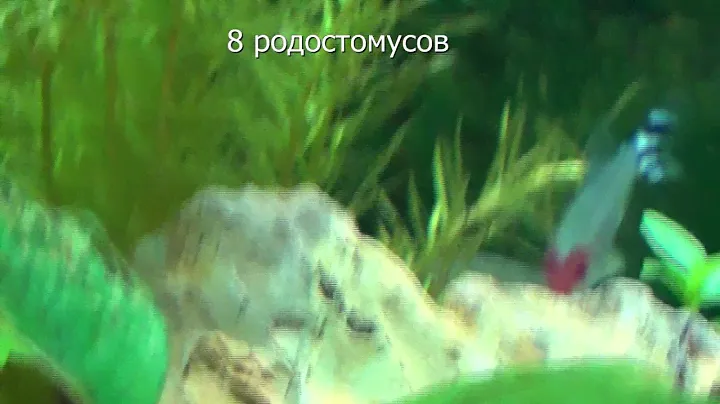 Нано аквариум. 18 литров. Nano aquarium