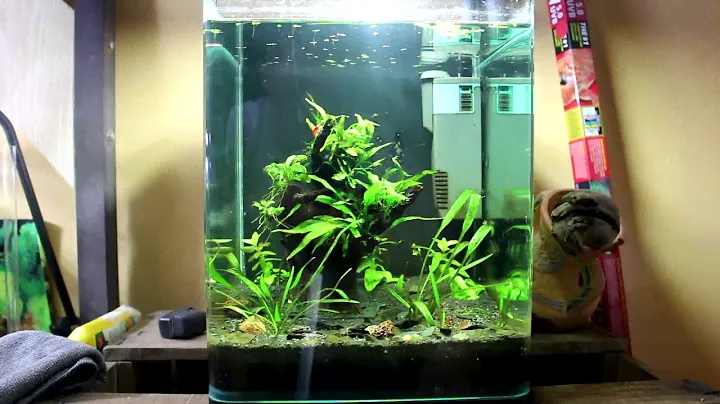 mon aquarium 1 année après (nano cube 20l dennerle)