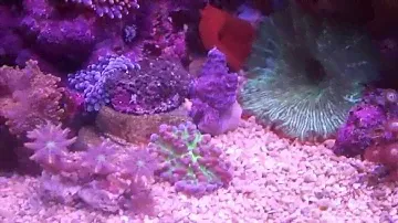 DENNERLE Nano Cube 20 L.