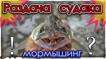Раздача судака. Мормышинг. Микроджиг. Nano Zero Air