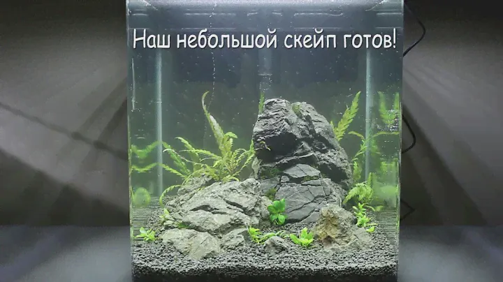 Запуск аквариума кубика 60л