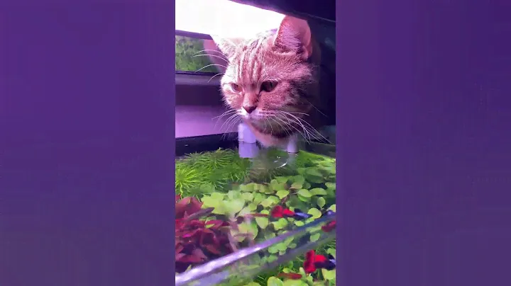 Dennerle 35 l. Бонито на рыбалке😼🎣