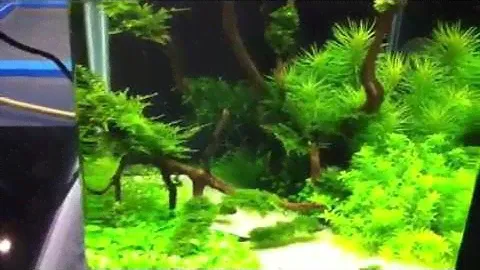 Dennerle Nano Cube 20 Liter Naturaquarium